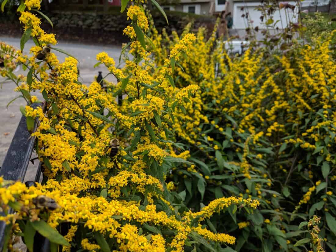 Vibrant yellow flowers blooming on a bush along a metal fence. blue steam goldenrod, solidago caesia
