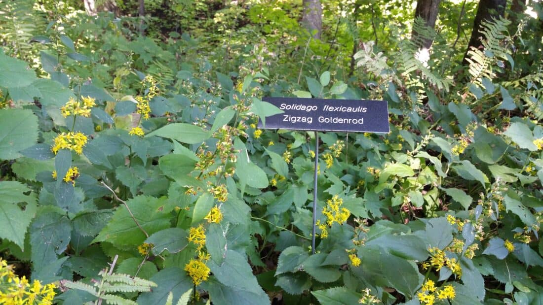 A sign indicating "solidago flexicaulis zigzag goldenrod" amidst a patch of flowering plants.