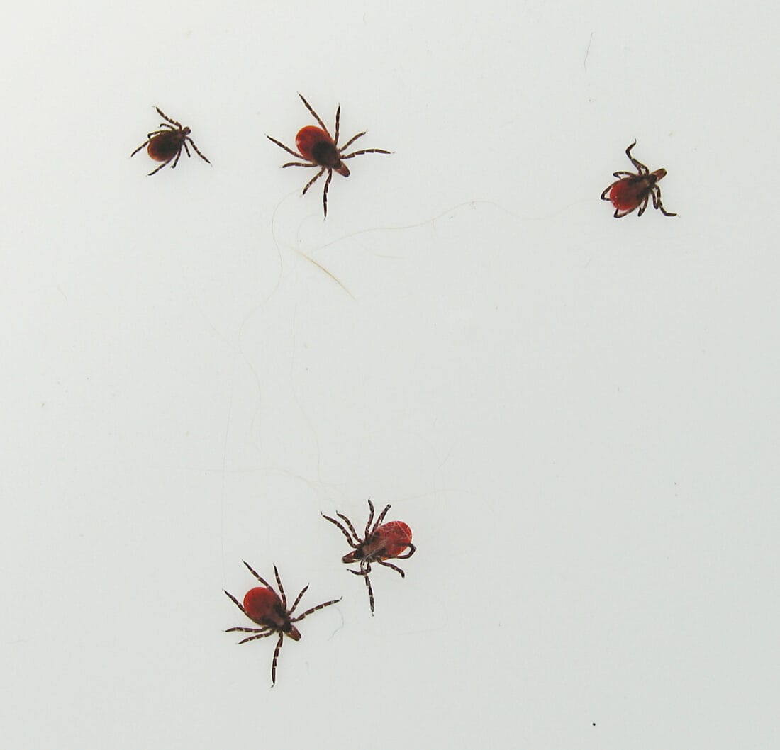 Five ticks associated with Lyme resources, crawling on a white surface with visible fine strands of hair.