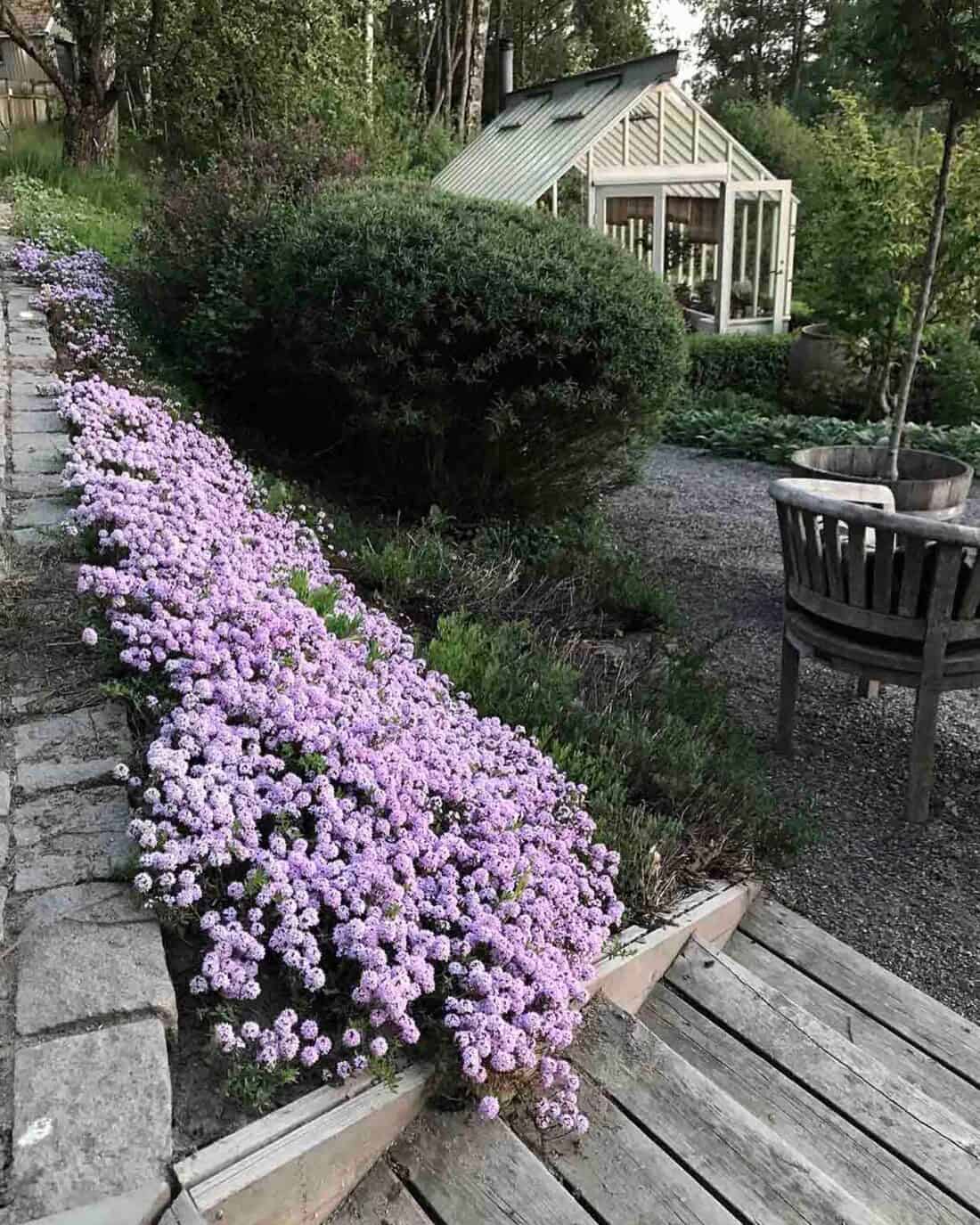 A garden pathway lined with purple flowers leading to a greenhouse.
