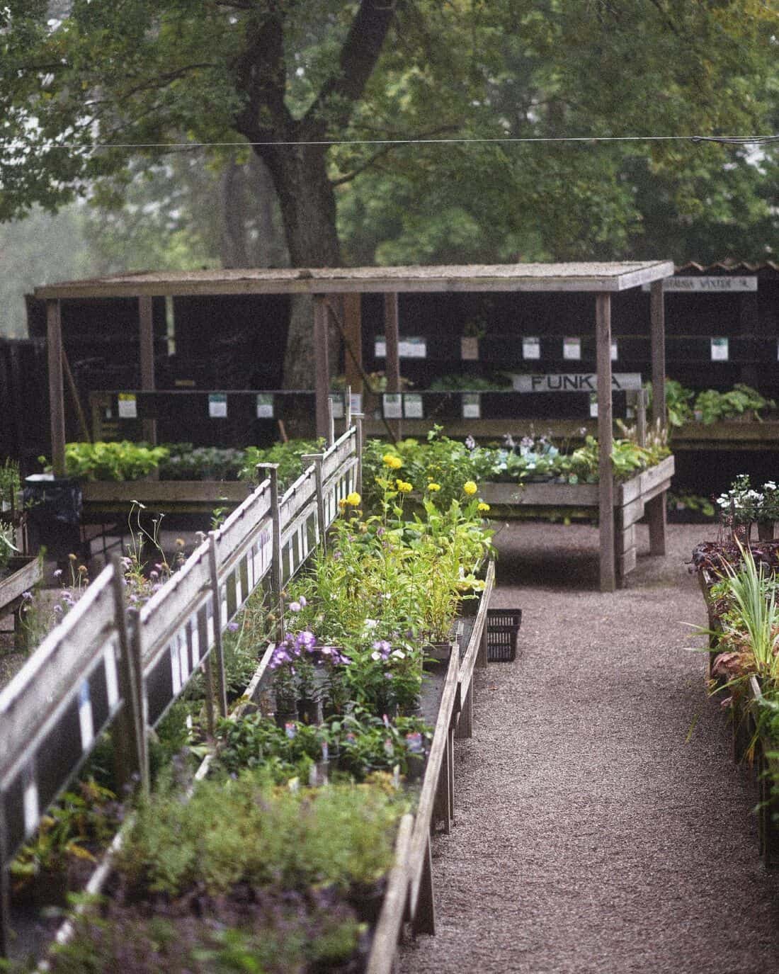 Rows of potted plants and flowers for sale at a misty outdoor garden center.