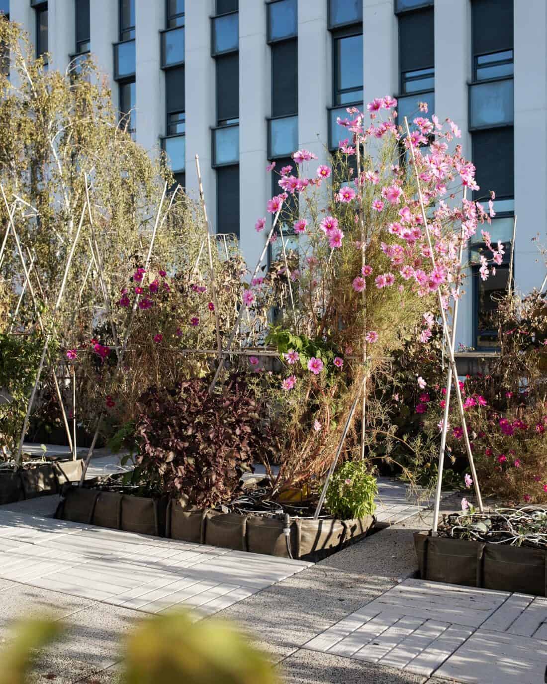 Urban garden with flowering pink cosmos and assorted plants in raised beds against a building facade.