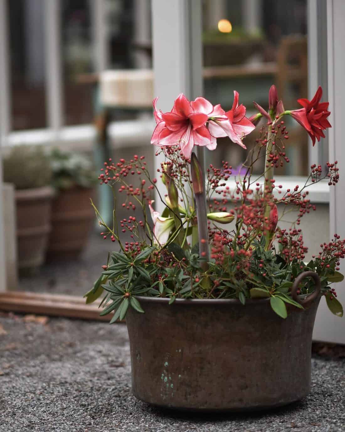 A rustic metal pot filled with blooming pink flowers and green foliage on a gravel surface with a blurred background of a building.