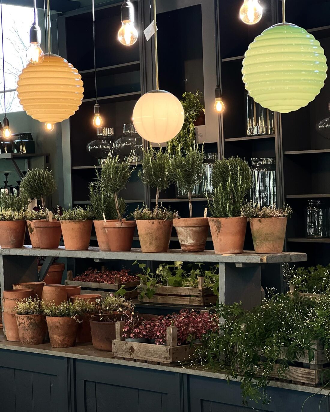 A variety of potted plants displayed on shelves under hanging paper lanterns in a well-lit room.