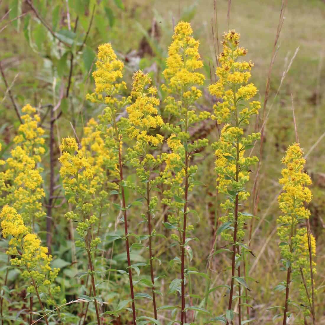 A cluster of yellow wildflowers - Downy Goldenrod - solidago puberula - standing tall amidst green foliage.