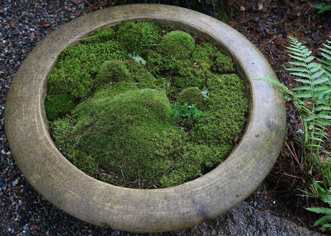 A large stone bowl filled with lush green moss and small plants, placed on a gravel surface next to a fern.