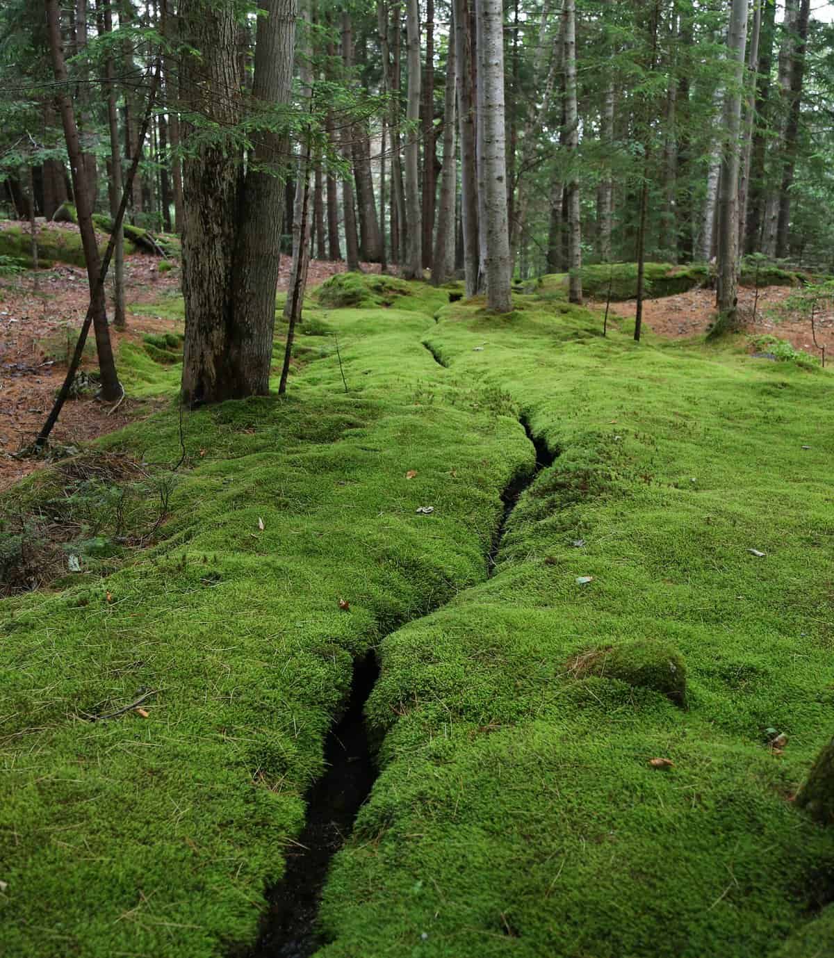 A narrow trench cuts through a moss-covered forest floor, surrounded by tall trees with a mixture of green and brown foliage.