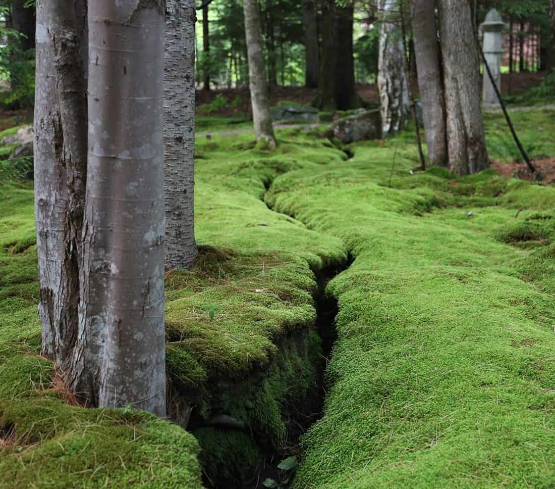 A narrow, moss-covered trench meanders through a dense forest, surrounded by trees with smooth, gray trunks.