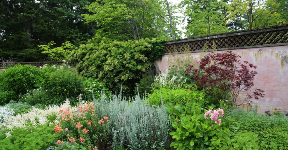 A lush garden with a variety of plants and flowers in front of an aged, pink wall with a lattice design at the top.
