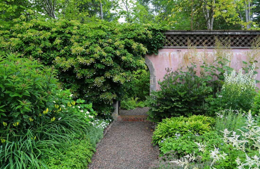 A serene garden path lined with gravel and flanked by lush greenery, leading to a pink wall with a lattice top under a canopy of flowering bushes.
