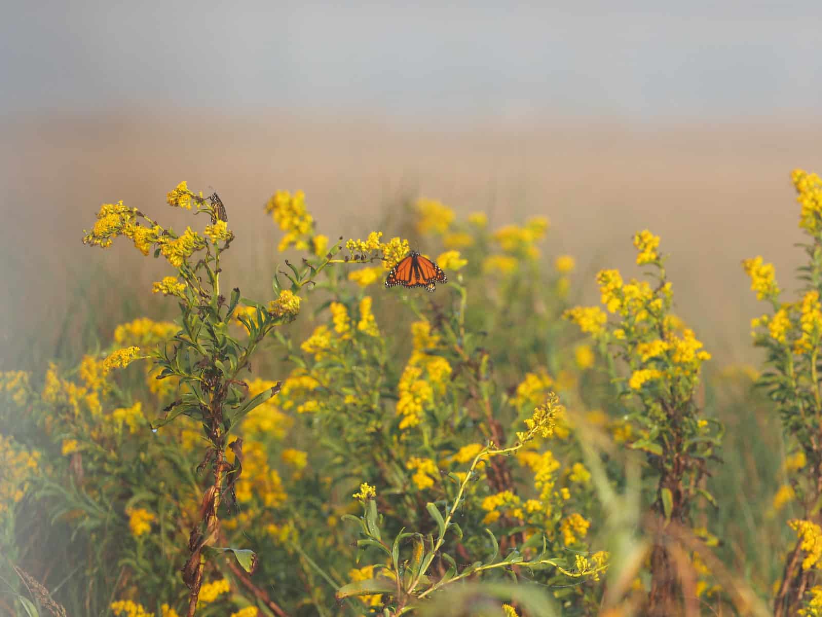 A monarch butterfly perched on a yellow wildflower in a foggy field.
