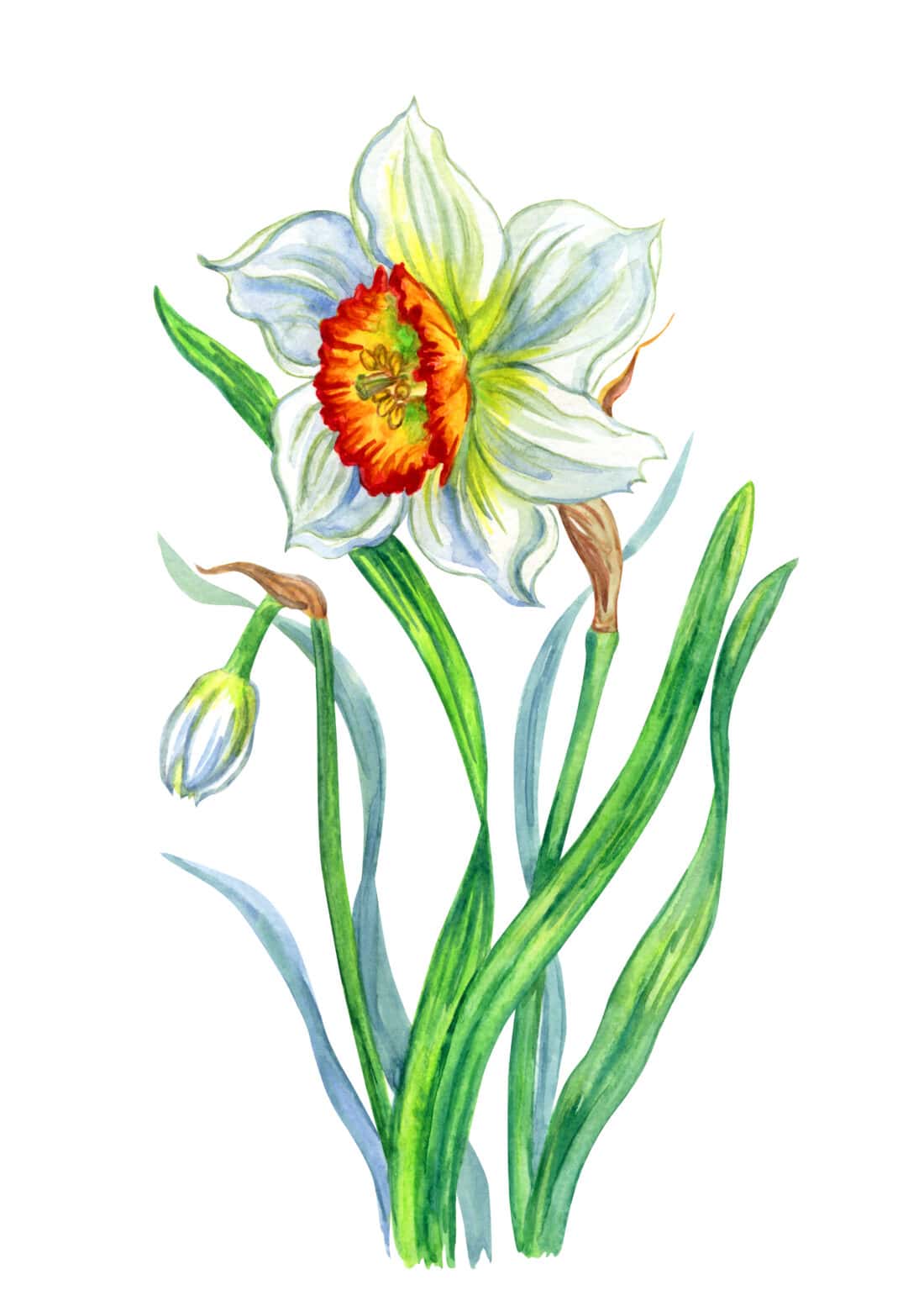 Watercolor illustration of a white daffodil with a vibrant orange center, surrounded by green leaves and a bud.