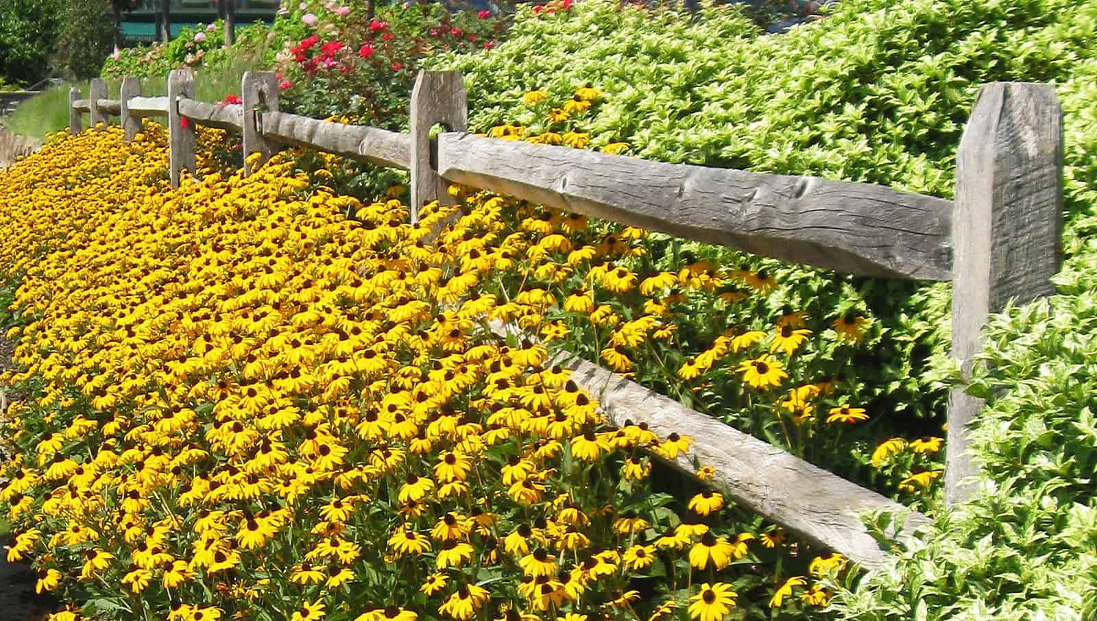 A wooden fence lines a vibrant garden filled with yellow flowers and assorted green foliage under bright sunlight.