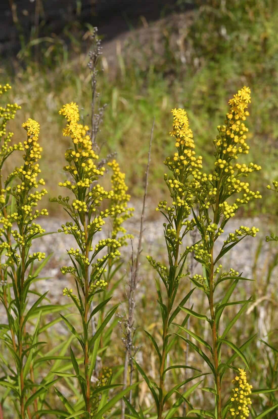 Yellow wildflowers growing against a blurred natural backdrop. Solidago nemoralis - Grey Goldenrod