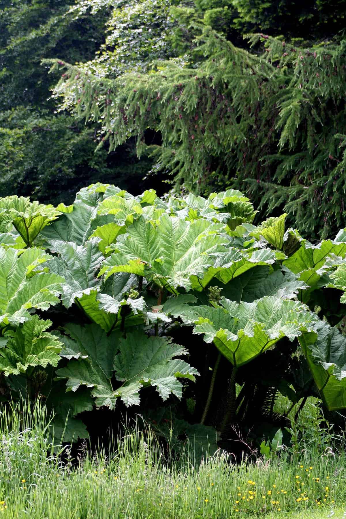 Large green gunnera plants in a lush garden, with towering trees and dense foliage in the backdrop.