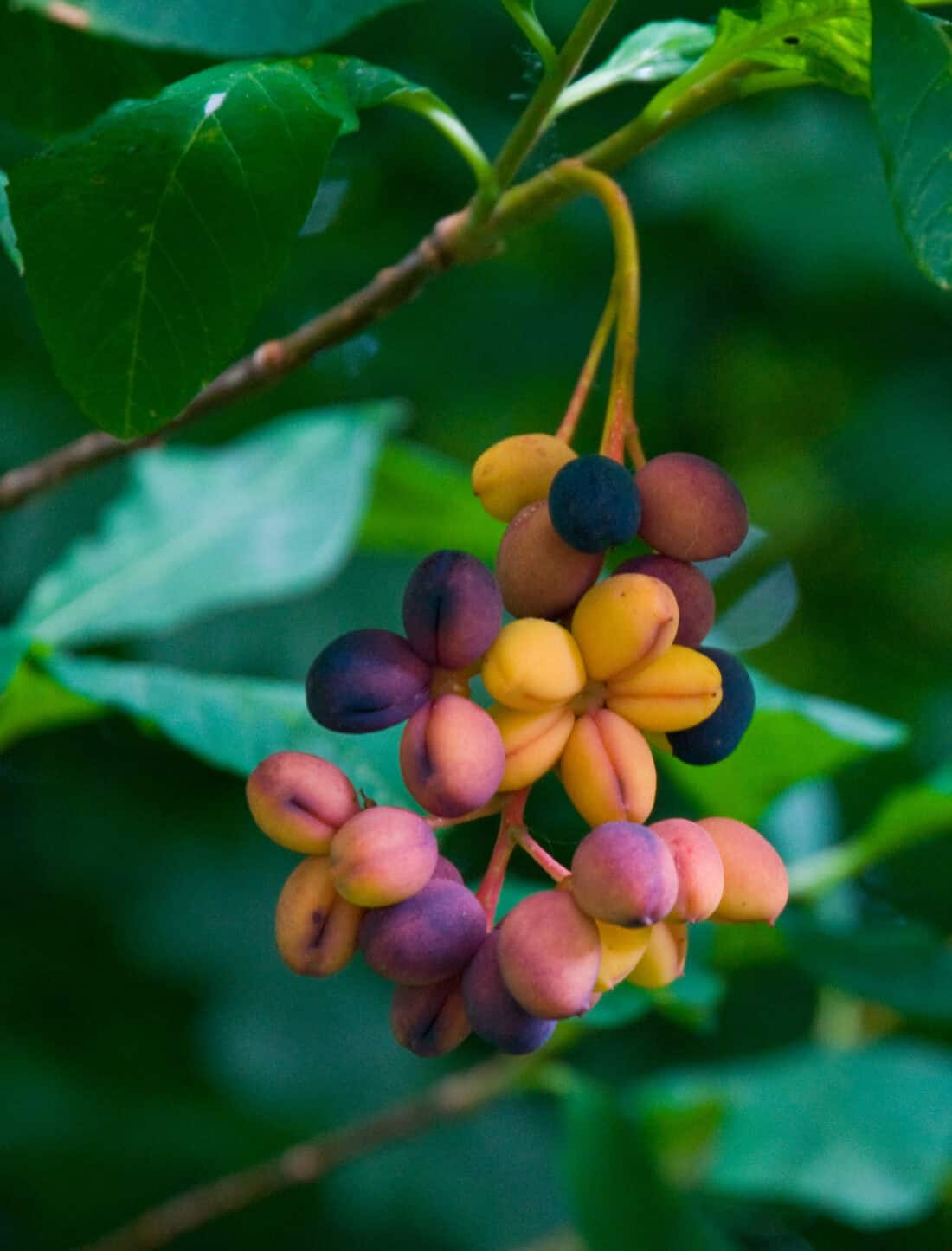 A cluster of multicolored berries in shades of purple, pink, and yellow hanging from a branch of Oemleria cerasiformis, surrounded by green leaves.