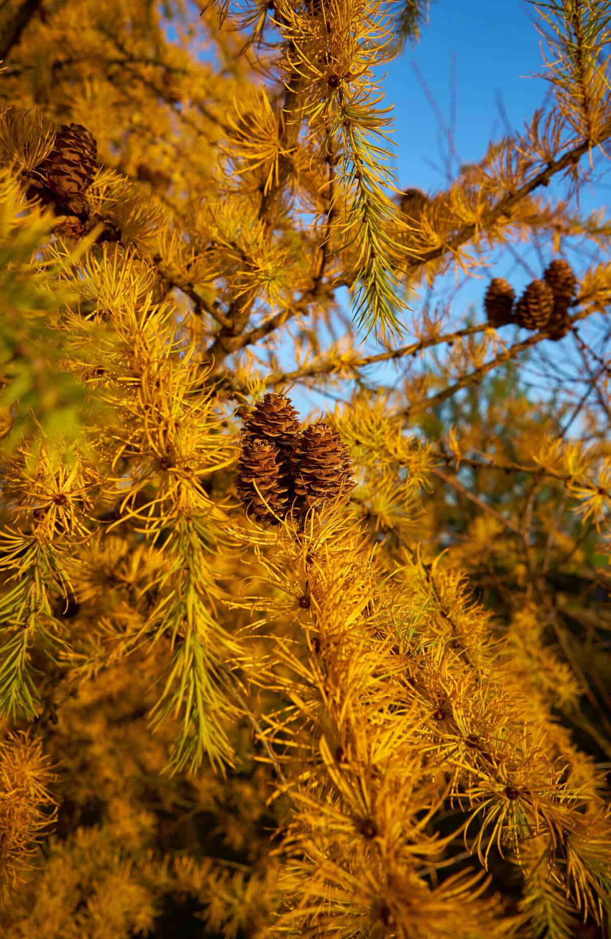 Close-up of golden yellow weeping larch needles with multiple brown cones on a branch, set against a bright blue sky.