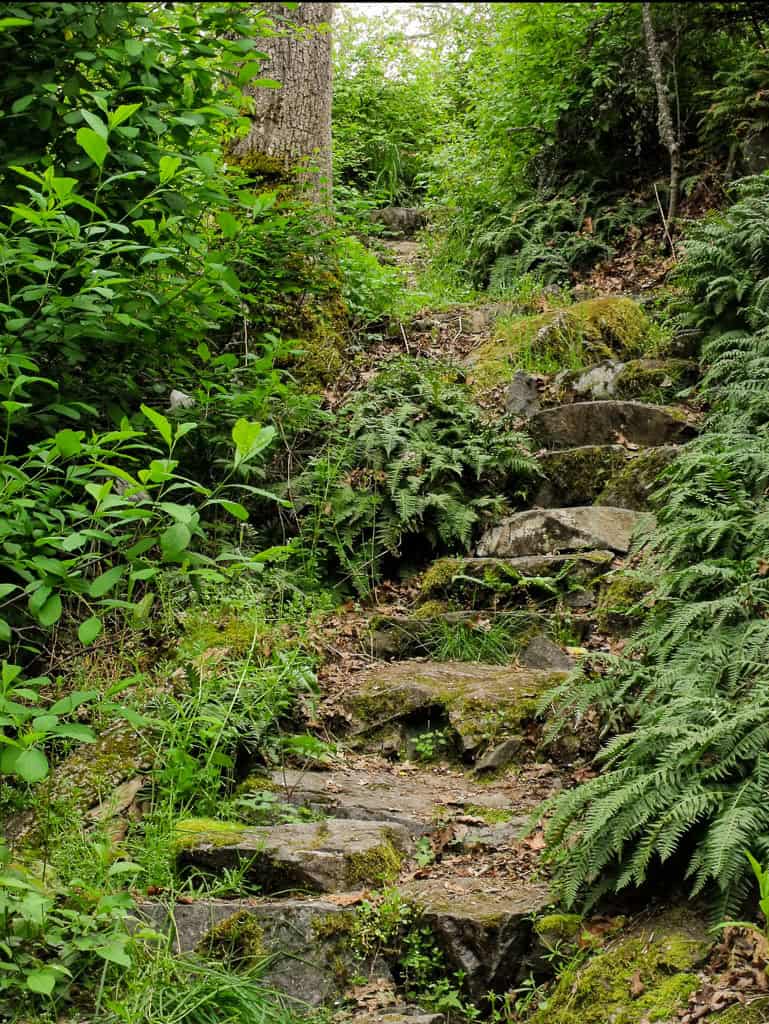 A rocky, overgrown pathway with stone steps surrounded by dense green foliage and Oemleria cerasiformis in a forest.