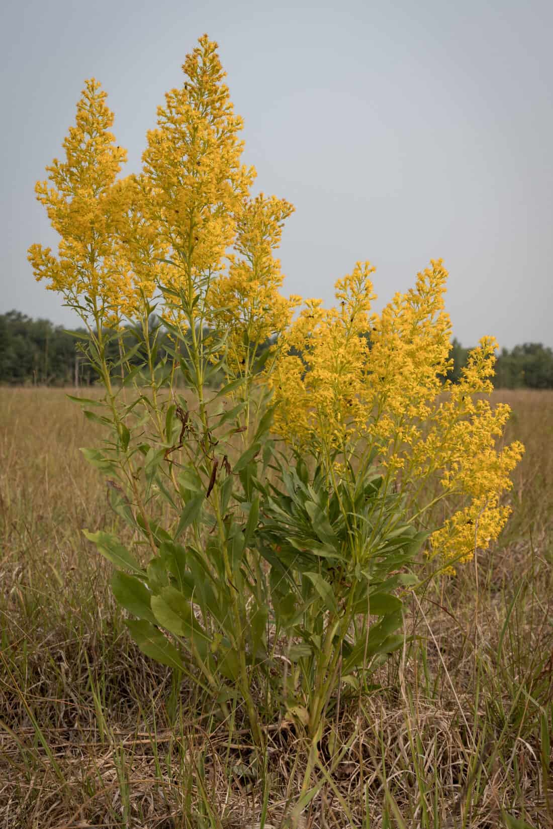 Goldenrod plants in bloom in a field.Showy Goldenrod (Solidago speciosa)