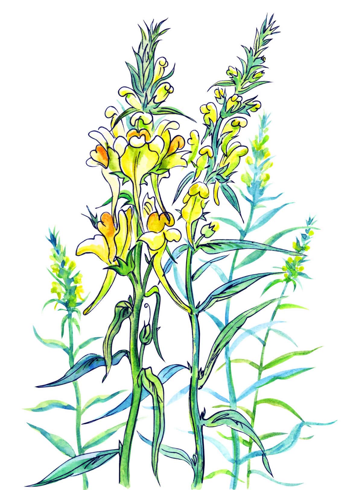 Watercolor illustration of yellow snapdragon flowers with green leaves on a white background.