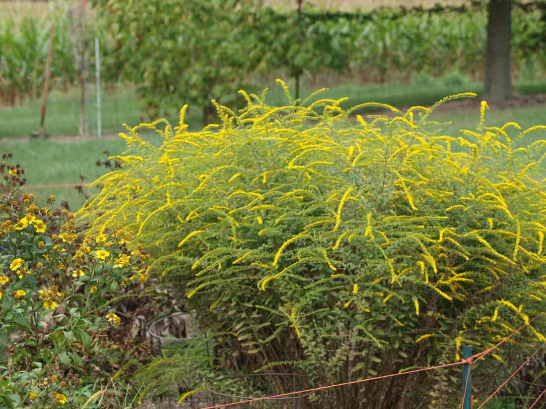 A lush shrub with vibrant yellow flowers in bloom, set against a garden backdrop. solidago rugosa Fireworks, Goldenrod 