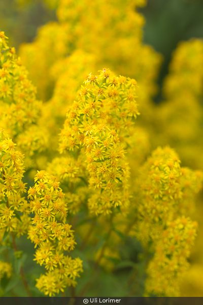 A close-up of vibrant yellow flowers in bloom. Solidago puberula