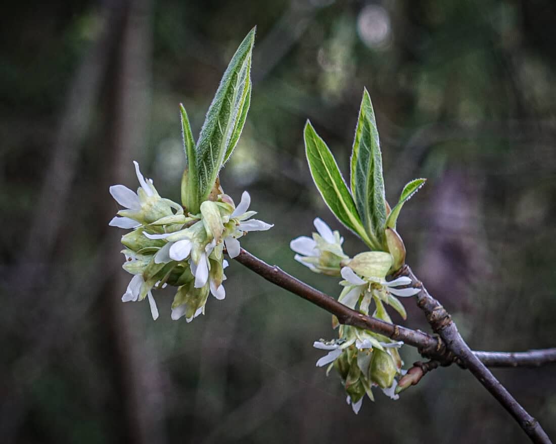 Close-up of Oemleria cerasiformis blossoms and budding leaves on a branch, with a blurred forest background.
