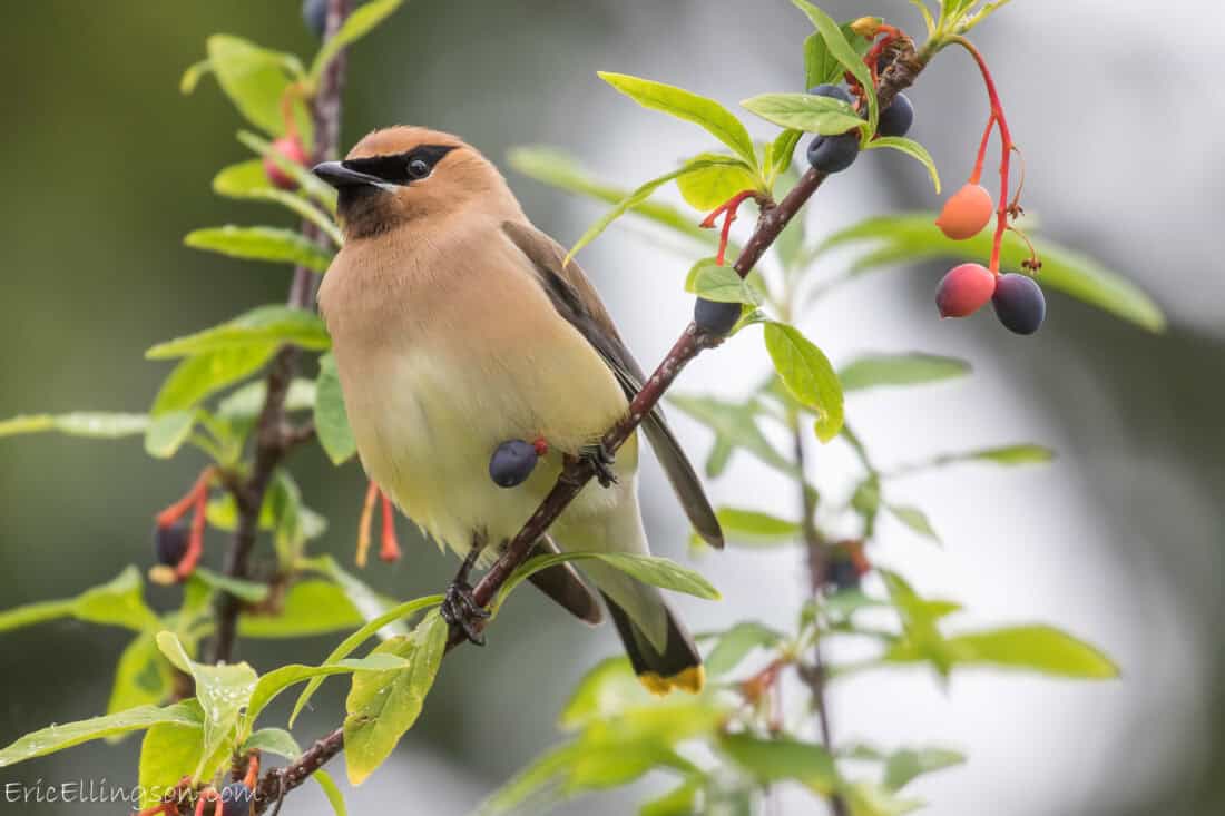A cedar waxwing bird perching on a branch, surrounded by green leaves and Oemleria cerasiformis berries, with a soft-focus gray background.