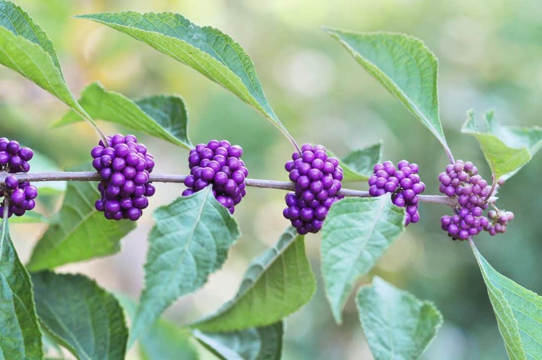 Close-up of a beautyberry (Callicarpa americana) stem with clusters of vibrant purple berries and green leaves. The background is softly blurred, emphasizing the colorful berries and foliage in the foreground, capturing the botanical beauty found in Mississippi.