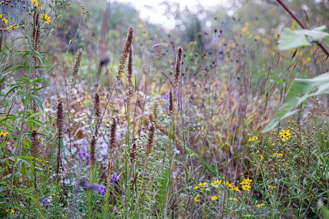 A diverse meadow of wildflowers in full bloom, featuring Prairie Gay Feather, purple, yellow, and white blossoms. Tall grasses and seed heads are interspersed among the flowers, with lush greenery and blurred trees in the background. This vibrant scene captures the natural beauty of Wisconsin.
