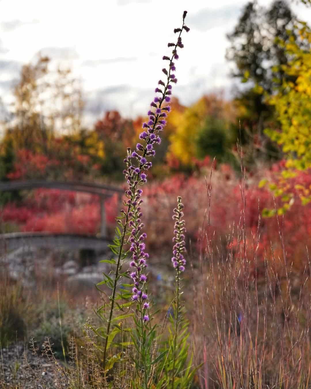 A tall Prairie Gay Feather stands in focus amidst an autumn landscape, with red and yellow foliage in the background. A wooden bridge crosses a stream in the distance under an overcast sky, capturing the serene beauty of Wisconsin's fall season.