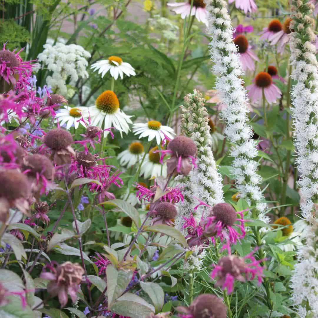 A lush garden featuring a blend of flowers, including pink bee balm, white spires of veronica, and prairie gay feather (Liatris spicata), surrounded by green foliage.