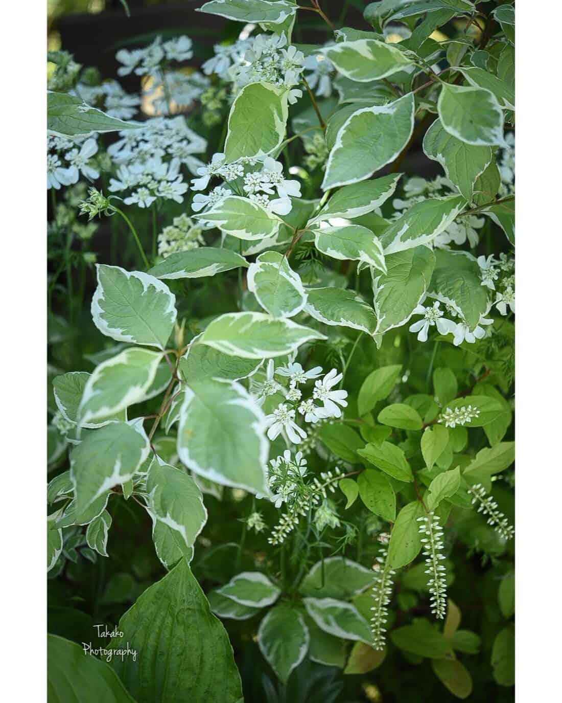 A lush garden scene featuring variegated leaves with white and green patterns, accompanied by small white blooms and hanging green flower buds from a Sweetspire 'Itea Little Henry', all highlighted by soft sunlight.