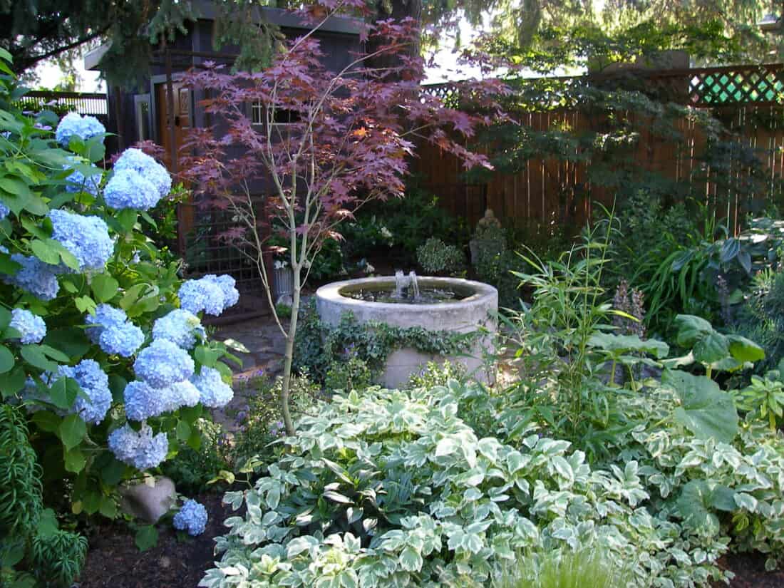 Before and after its transformation, the Seattle front garden now features vibrant blue hydrangeas, a variety of green foliage, and a Japanese maple tree with reddish leaves. In the center, a round concrete water fountain adds a tranquil touch, while a wooden fence and shed provide a backdrop.