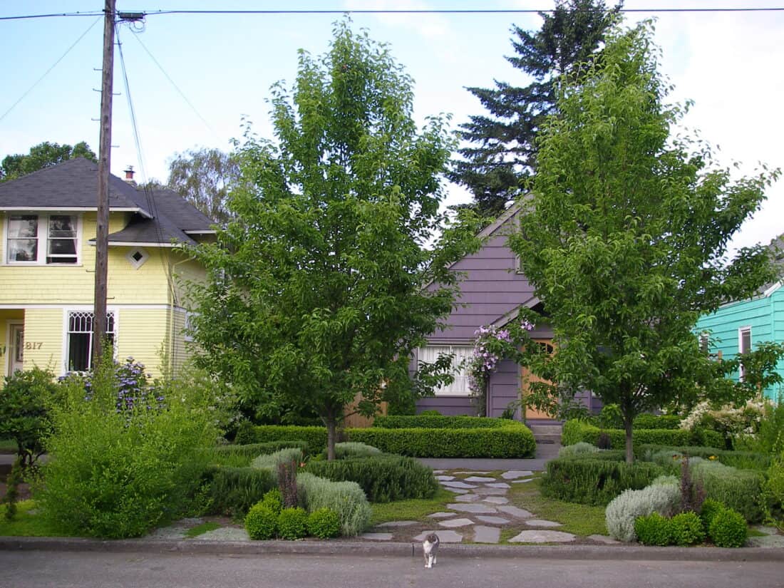 A serene Seattle garden scene with three colorful houses, from left to right: yellow, purple, and teal. Two lush trees and neatly trimmed bushes line the sidewalk, enhancing the front gardens. A small cat stands in the foreground on the street, facing the camera.