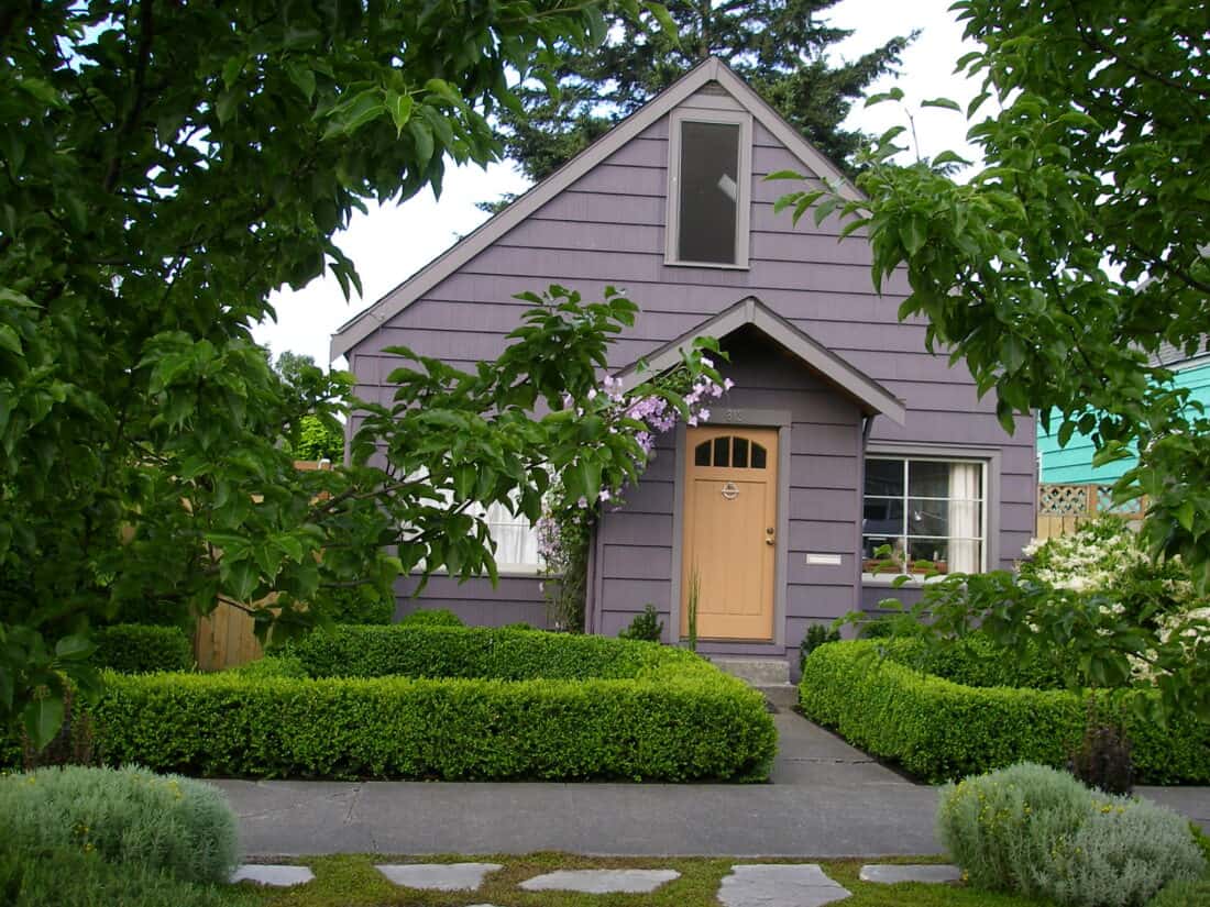 A small purple house with a tan front door and an asymmetrical window above it. The house, located in Seattle, boasts a stunning front garden transformation with well-maintained green shrubs and leafy trees. A paved stone path leads to the entrance, surrounded by a variety of plants.