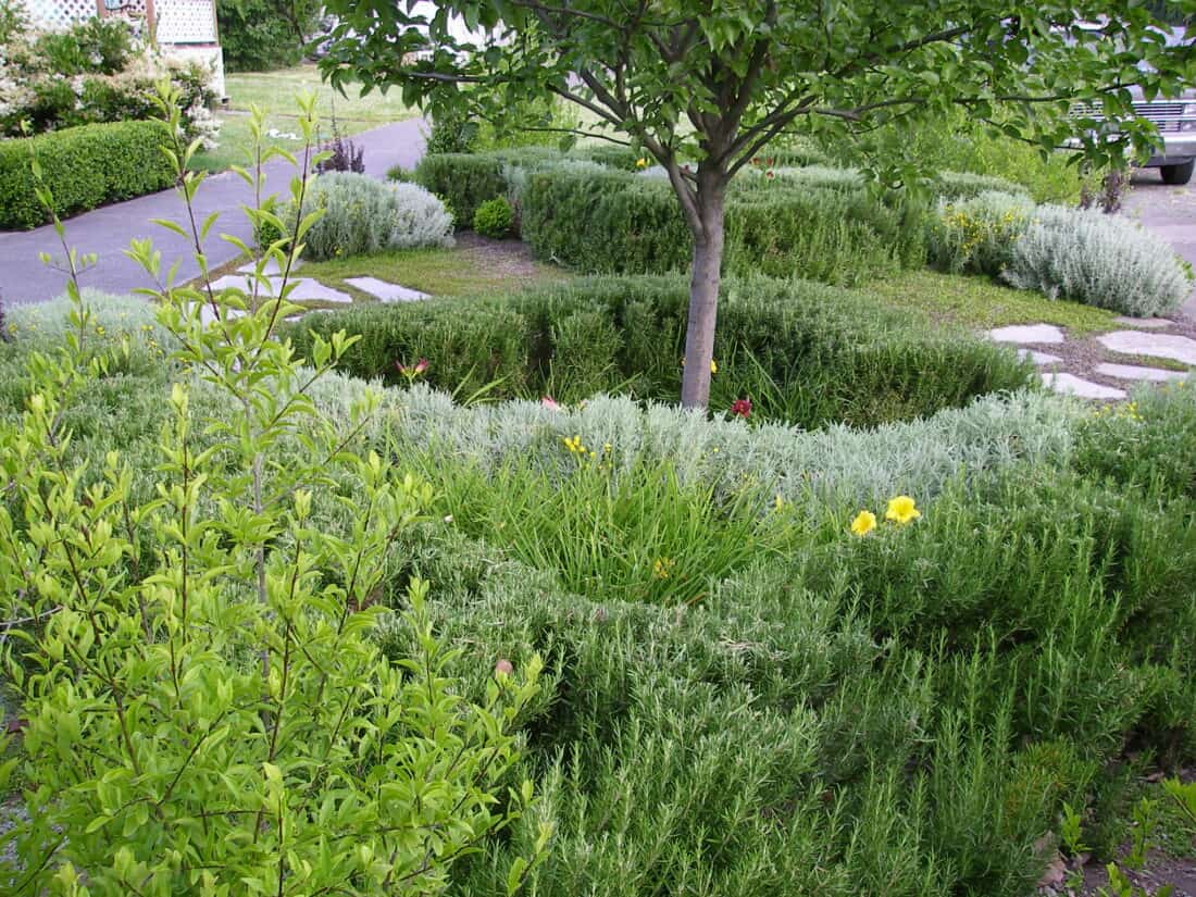 A Seattle front garden features a small tree surrounded by a circular hedge maze made of dense green bushes. Various plants and flowers bloom throughout the garden. Stone paths meander around, showcasing the enchanting transformation from before and after, with a car partially visible in the background.