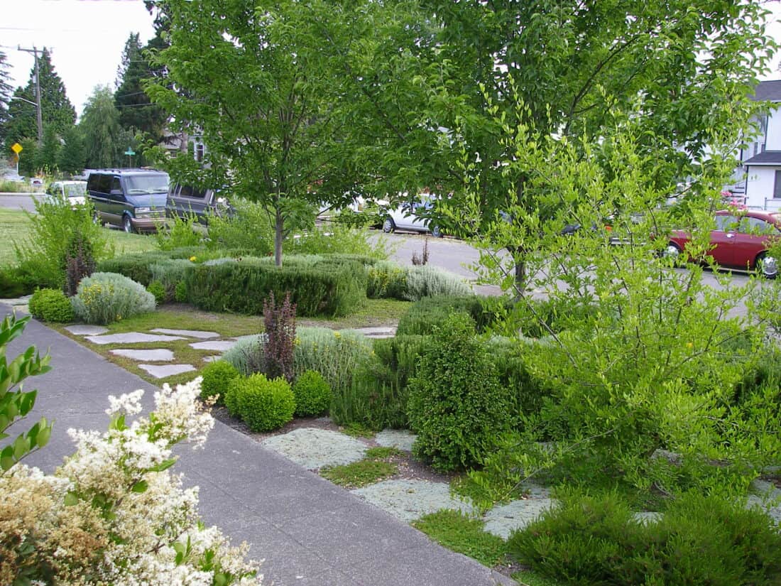 A suburban yard in Seattle with lush greenery showcases a stunning garden transformation. Various shrubs, small trees, and well-manicured bushes adorn the space, complemented by stepping stones leading through the garden. In the background, parked cars line the street against neighboring houses.