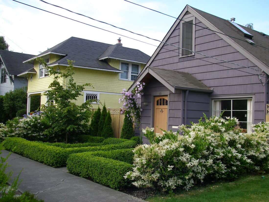 Two houses in a suburban neighborhood showcase stunning garden transformations. The house on the left is yellow with white trim, and the house on the right is purple with tan trim. Both homes, reminiscent of a Seattle front garden before and after makeover, feature lush hedges, flowering bushes, and small trees. A sidewalk runs in front.