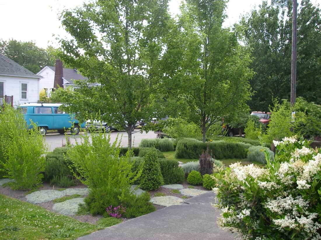 A lush, green garden in a Seattle front garden features various shrubs, bushes, and small trees arranged in neat clusters on either side of a paved walkway. In the background, parked cars, including a vintage blue van, are visible in front of residential houses.