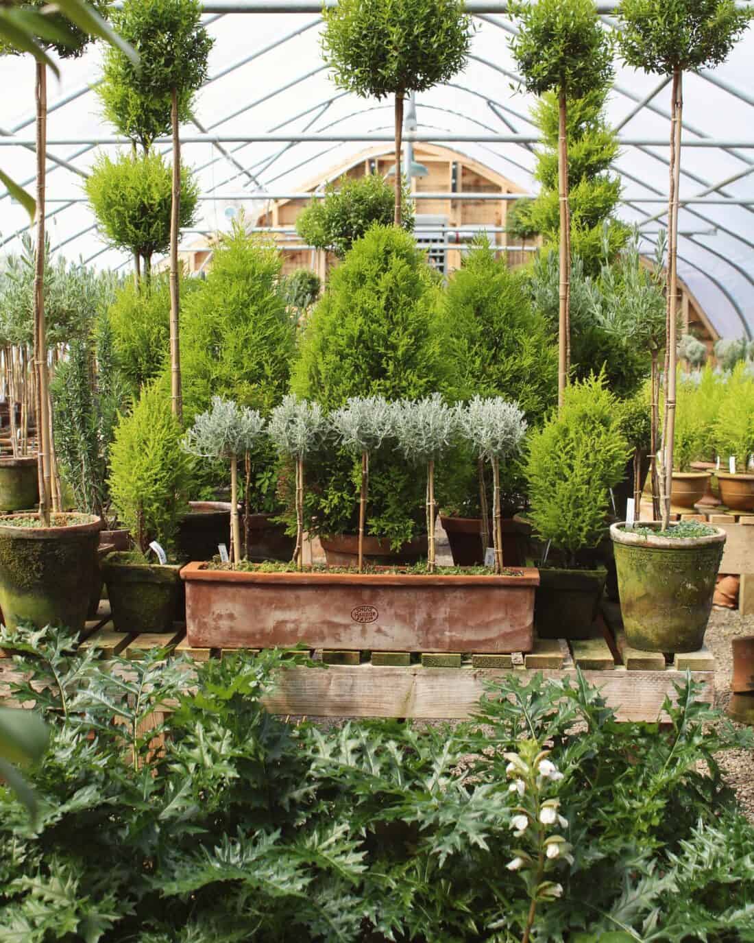 A lush greenhouse reminiscent of a Boston Garden Center, filled with a variety of potted plants. Tall, clipped topiary trees and coniferous shrubs are arranged neatly among smaller plants. The structure’s curved roof and wooden framework are visible, creating an organized and serene atmosphere.