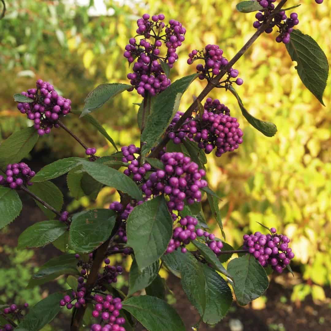 A close-up of a Mississippi Beautyberry (Callicarpa americana) plant with clusters of vibrant purple berries and lush green leaves. The background includes blurred greenery and autumn foliage.