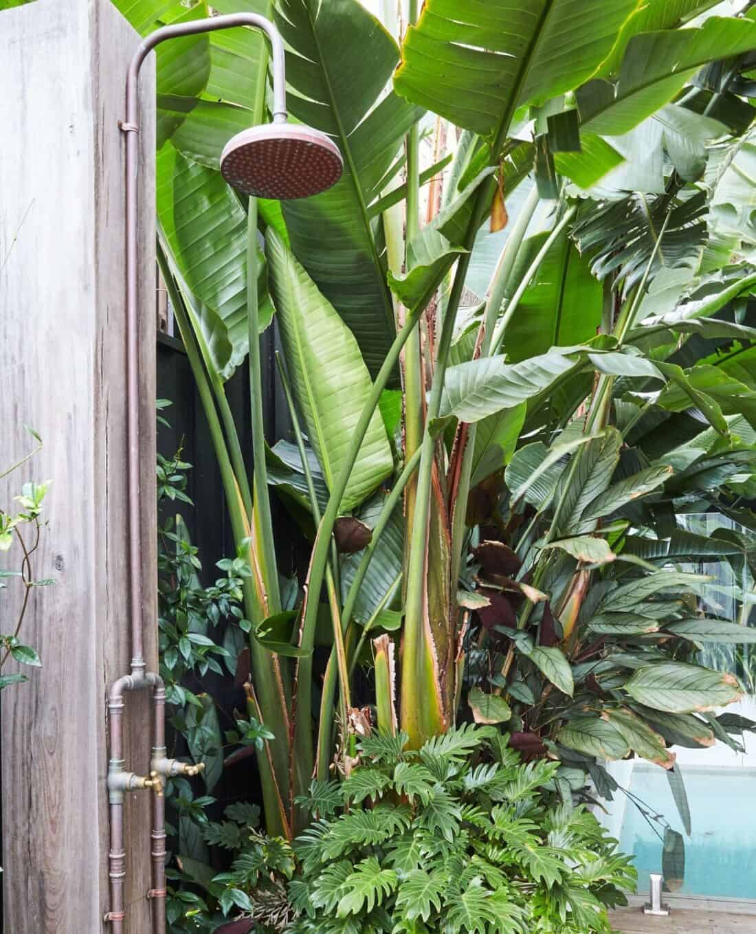 An outdoor shower surrounded by lush, tropical plants for a cool-off, featuring a large rain shower head and wooden privacy walls.