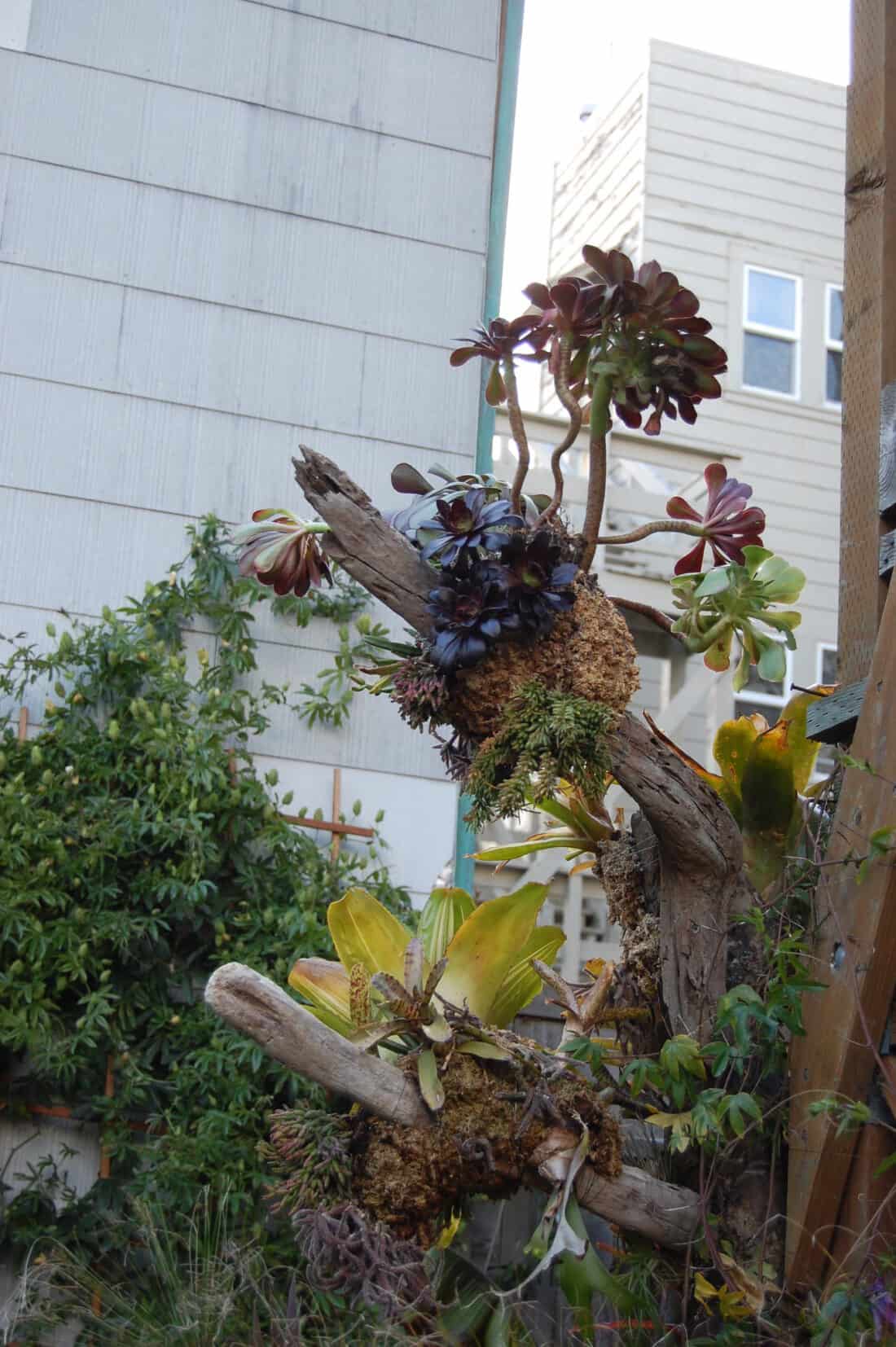 A vibrant succulent garden scene featuring an artistic arrangement of succulent plants growing on an old, gnarled tree trunk, with residential buildings in the background.