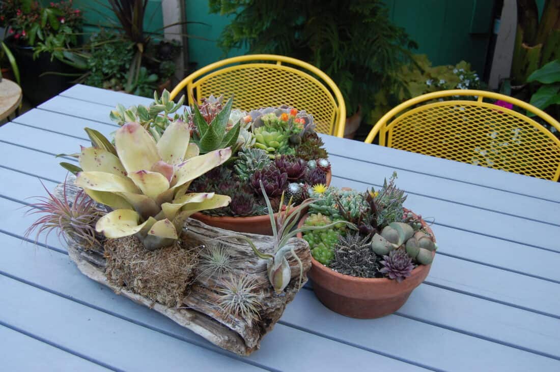 Three pots with various succulent garden plants on a wooden table in a garden with yellow chairs in the background.