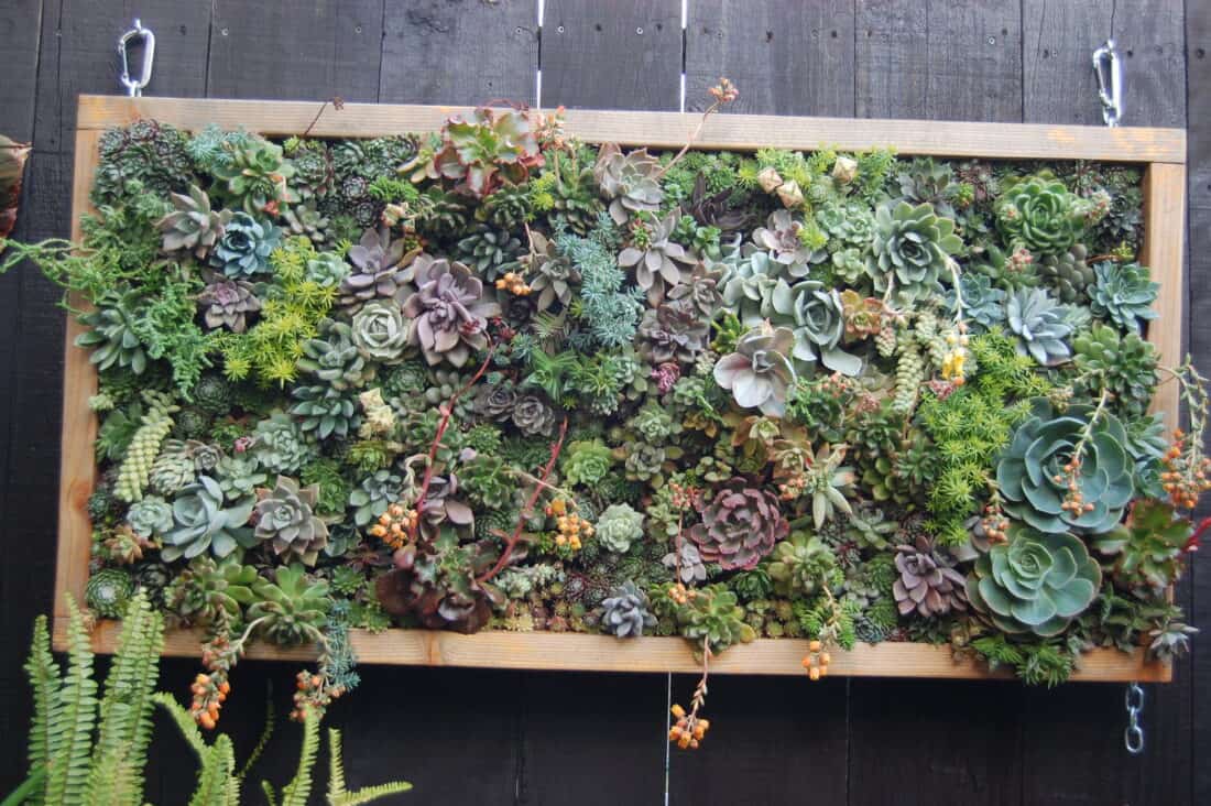 A succulent garden composed of various succulents, including echeverias and sedums, arranged in a lush, dense pattern in a wooden frame hanging against a dark wooden wall.