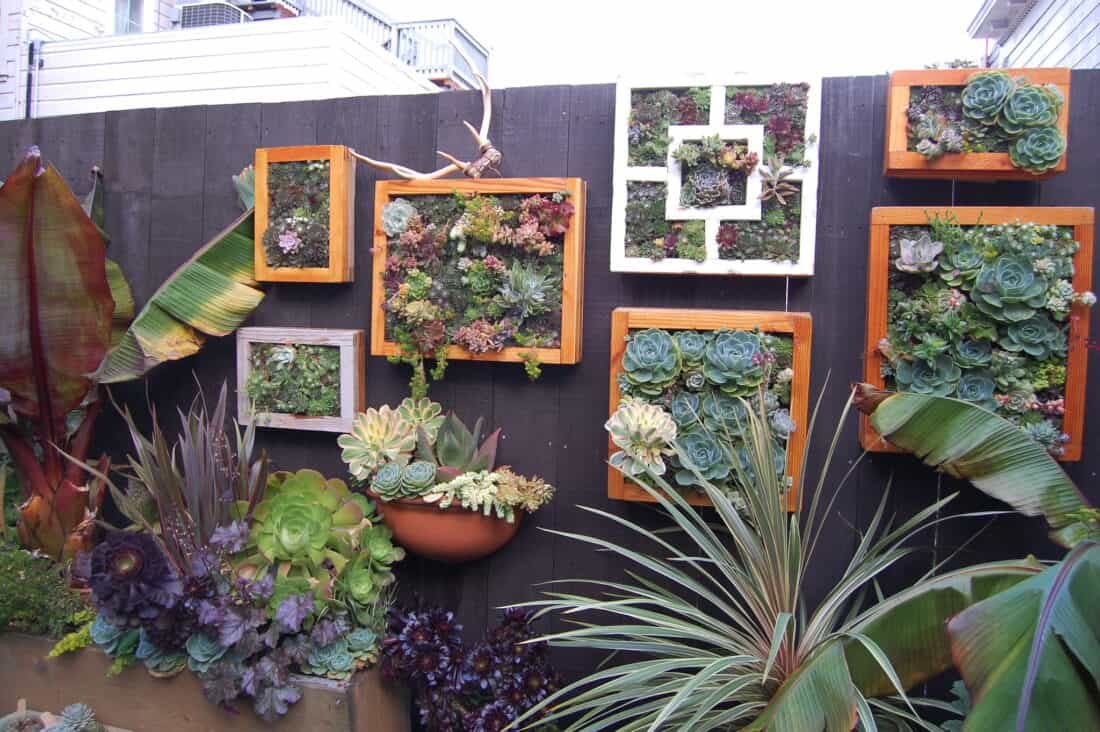 A vibrant succulent garden featuring a variety of succulents arranged in both ground-level pots and wall-mounted wooden frames against a dark fence.