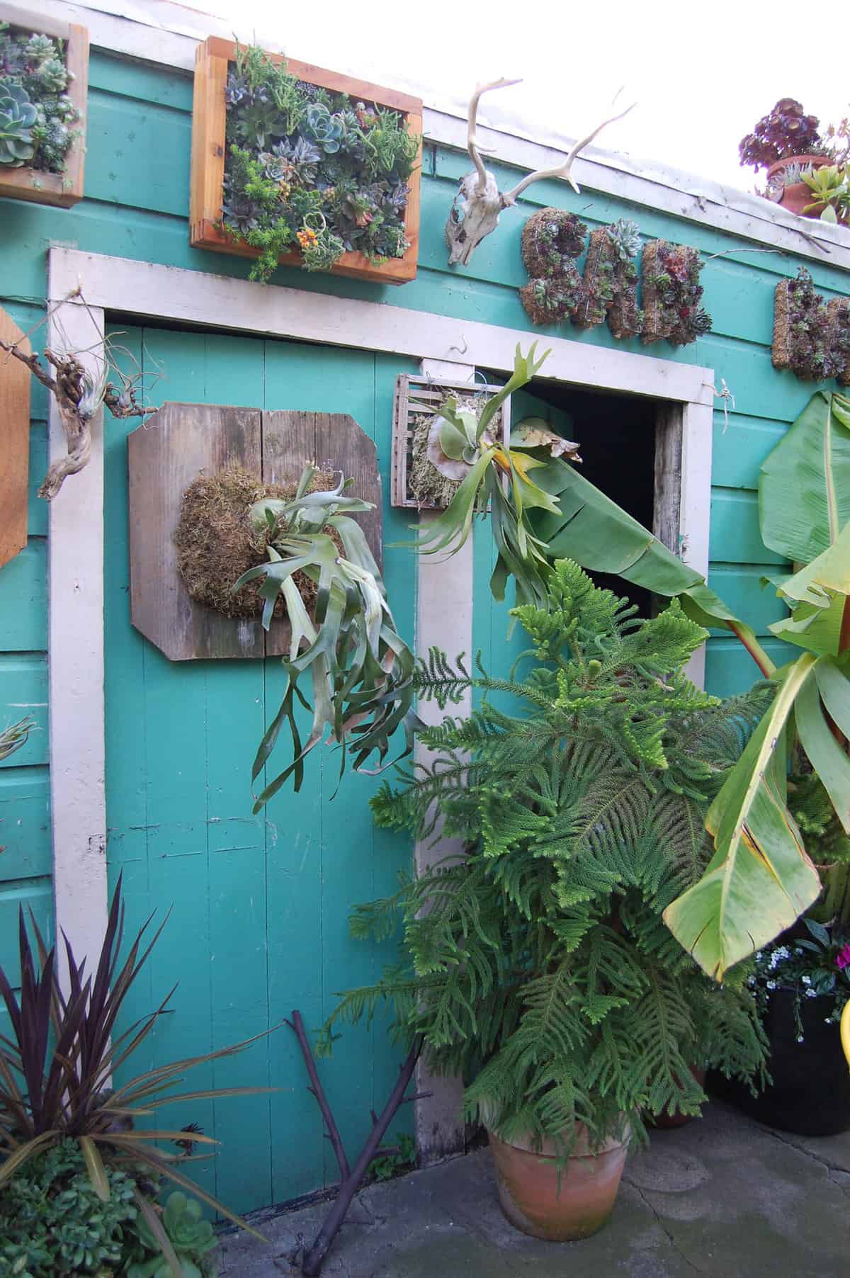 A vibrant teal garden shed adorned with various wall-mounted succulents and plants. The shed features a rustic wooden door partially open, revealing darkness inside, surrounded by lush green foliage.