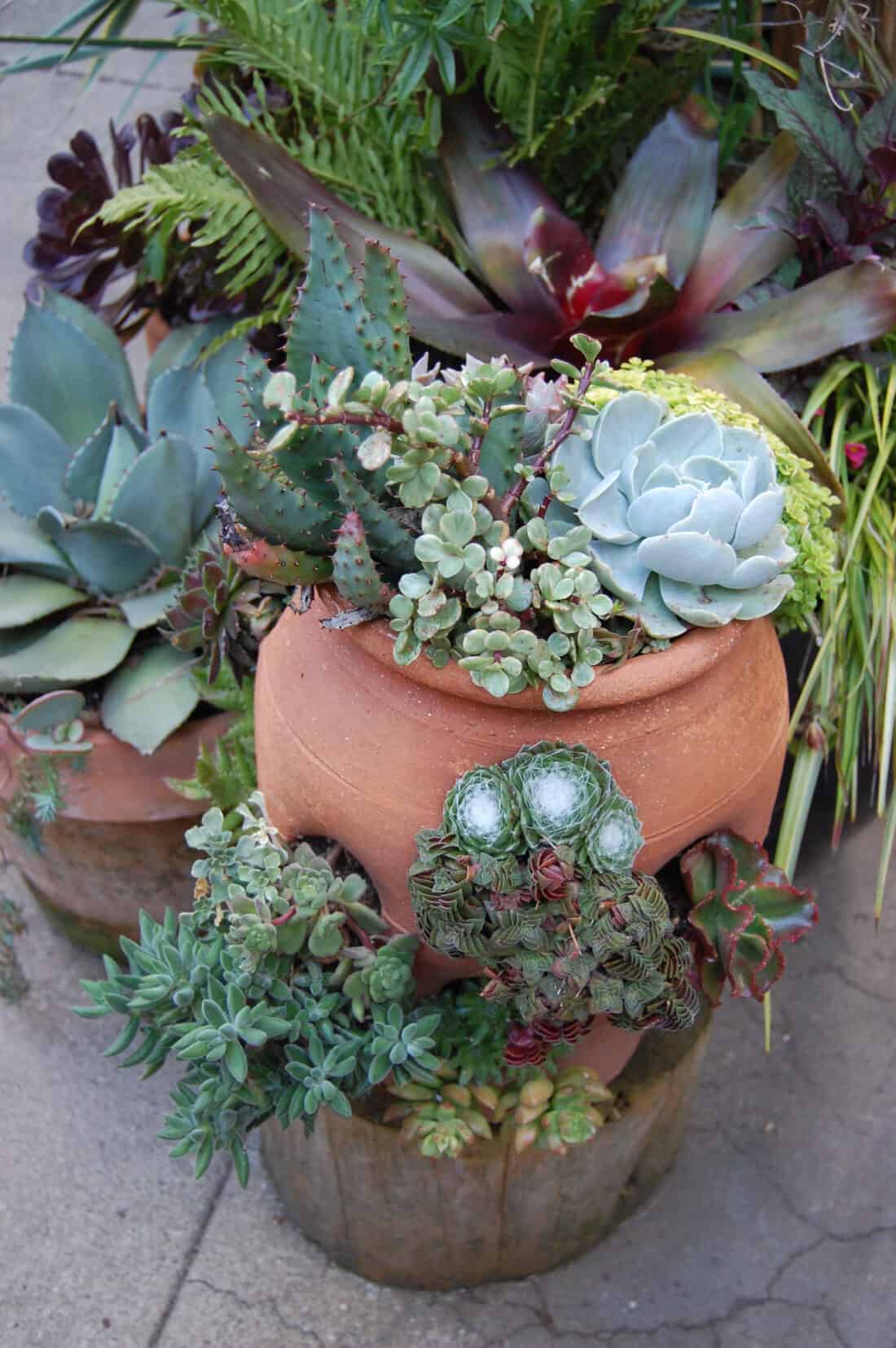 Two terracotta pots filled with a succulent garden, including aloe, echeveria, and sedum, displaying a mix of green, purple, and blue hues.