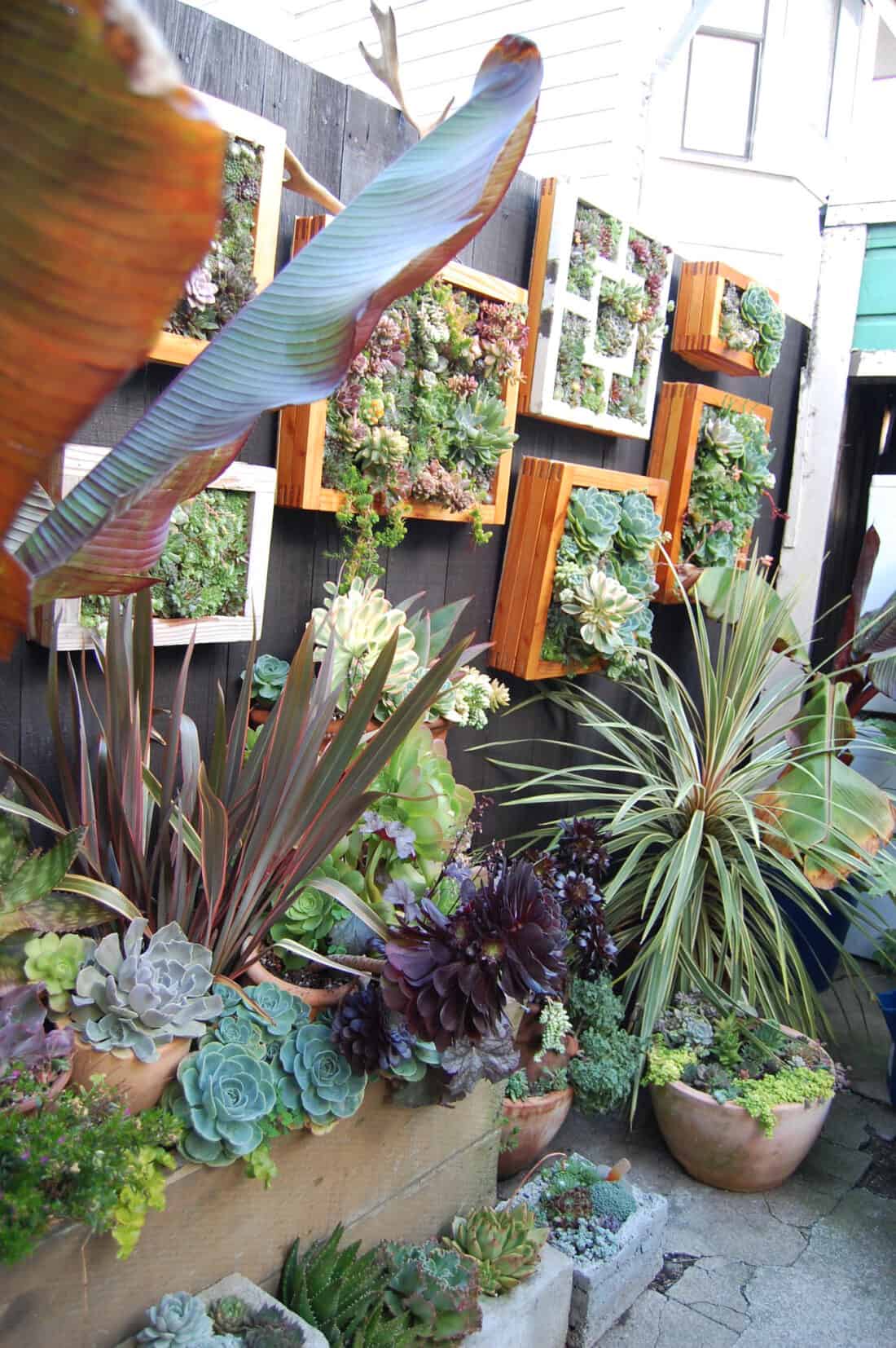 An outdoor succulent garden featuring a variety of succulents and exotic plants in wooden wall-mounted planters and clay pots, creating a lush, green space against a dark wooden fence.